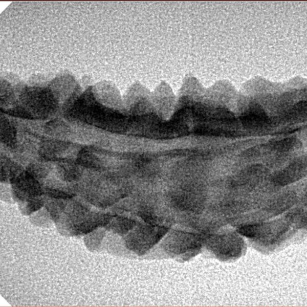 1 Mukhi Rudraksha 39.5mm 3.13gm - Inverse xray