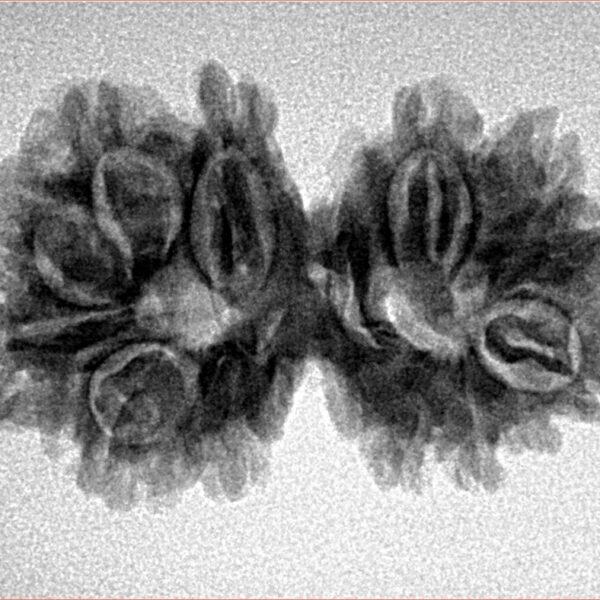 14 Mk Gaurishankar 29.1mm 3.79gm - Inverse xray