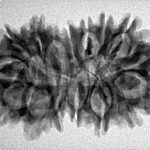 16 MK Gaurishankar 33.5mm 4.56gm - Inverse xray