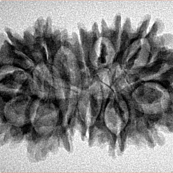16 MK Gaurishankar 33.5mm 4.56gm - Inverse xray