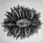 15 Mukhi Rudraksha 24.9mm 3.51gm - Inverse xray