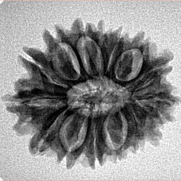 15 Mukhi Rudraksha 24.9mm 3.51gm - Inverse xray