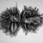 12 Mukhi G.S & Ganesh 27.9mm 3.72gm - Inverse xray
