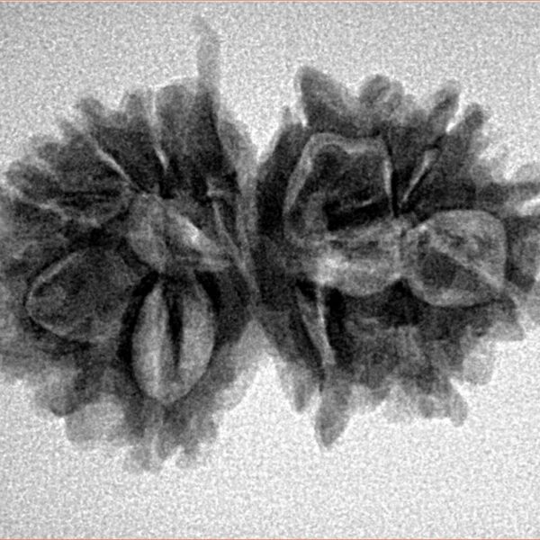 12 Mukhi G.S & Ganesh 27.9mm 3.72gm - Inverse xray