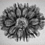 10 Mukhi Rudraksha 25.7mm 2.74gm - Inverse xray