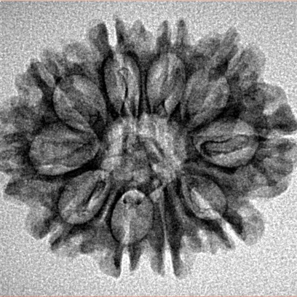 10 Mukhi Rudraksha 25.7mm 2.74gm - Inverse xray