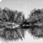 20 MK Gaurishankar 37.8mm 5gm - Inverse xray