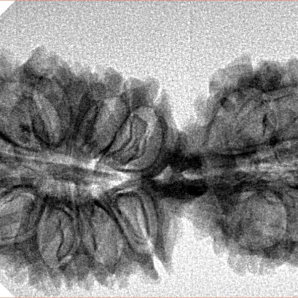 20 MK Gaurishankar 37.8mm 5gm - Inverse xray