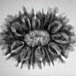 14 Mukhi Rudraksha 26.8mm 3.51gm - Inverse xray