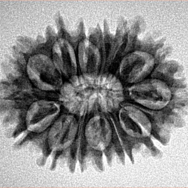 14 Mukhi Rudraksha 26.8mm 3.51gm - Inverse xray