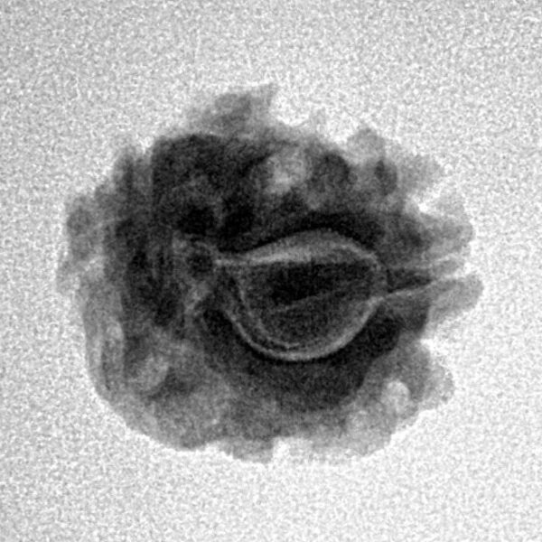 1 Mukhi Rudraksha 18.7mm 2gm - Inverse xray
