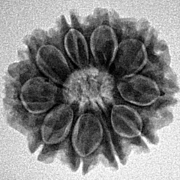 10 Mukhi Rudraksha 22.6mm 3.57gm - Inverse xray