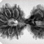 14 Mk Gaurishankar 35.6mm 6.21gm - Inverse xray