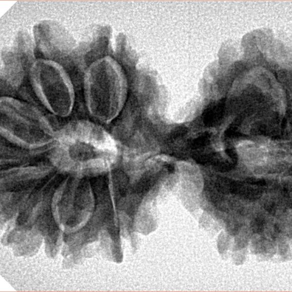 14 Mk Gaurishankar 35.6mm 6.21gm - Inverse xray