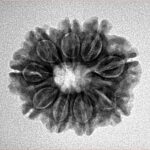 9 Mukhi Rudraksha 22.4mm 3.24gm - Inverse xray