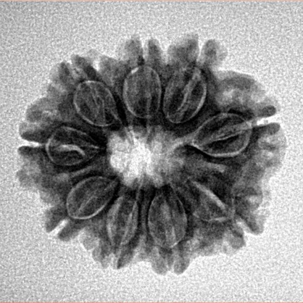 9 Mukhi Rudraksha 22.4mm 3.24gm - Inverse xray