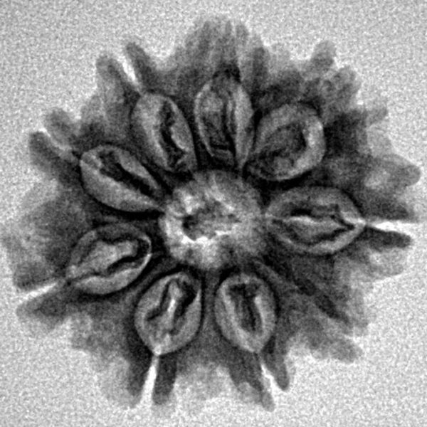 9 Mukhi Rudraksha 22.7mm 3.09gm - Inverse xray