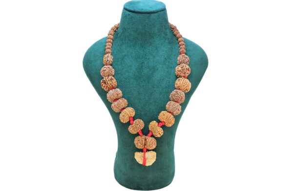 1 to 14 Mukhi Rudraksha Mala ( Siddha Mala ) 31.1852 - Mala Image