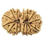 15 MK Gaurishankar 29.8mm 4.09gm - Rudraksha back
