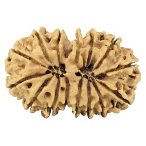 15 MK Gaurishankar 29.8mm 4.09gm - Rudraksha back