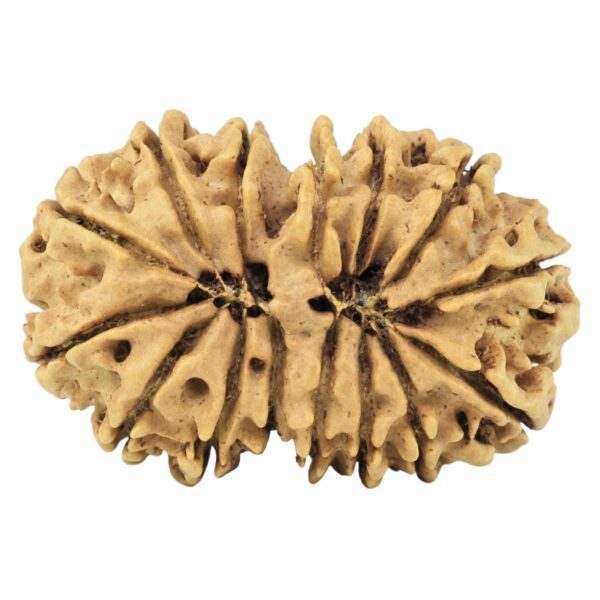 15 MK Gaurishankar 29.8mm 4.09gm - Rudraksha back