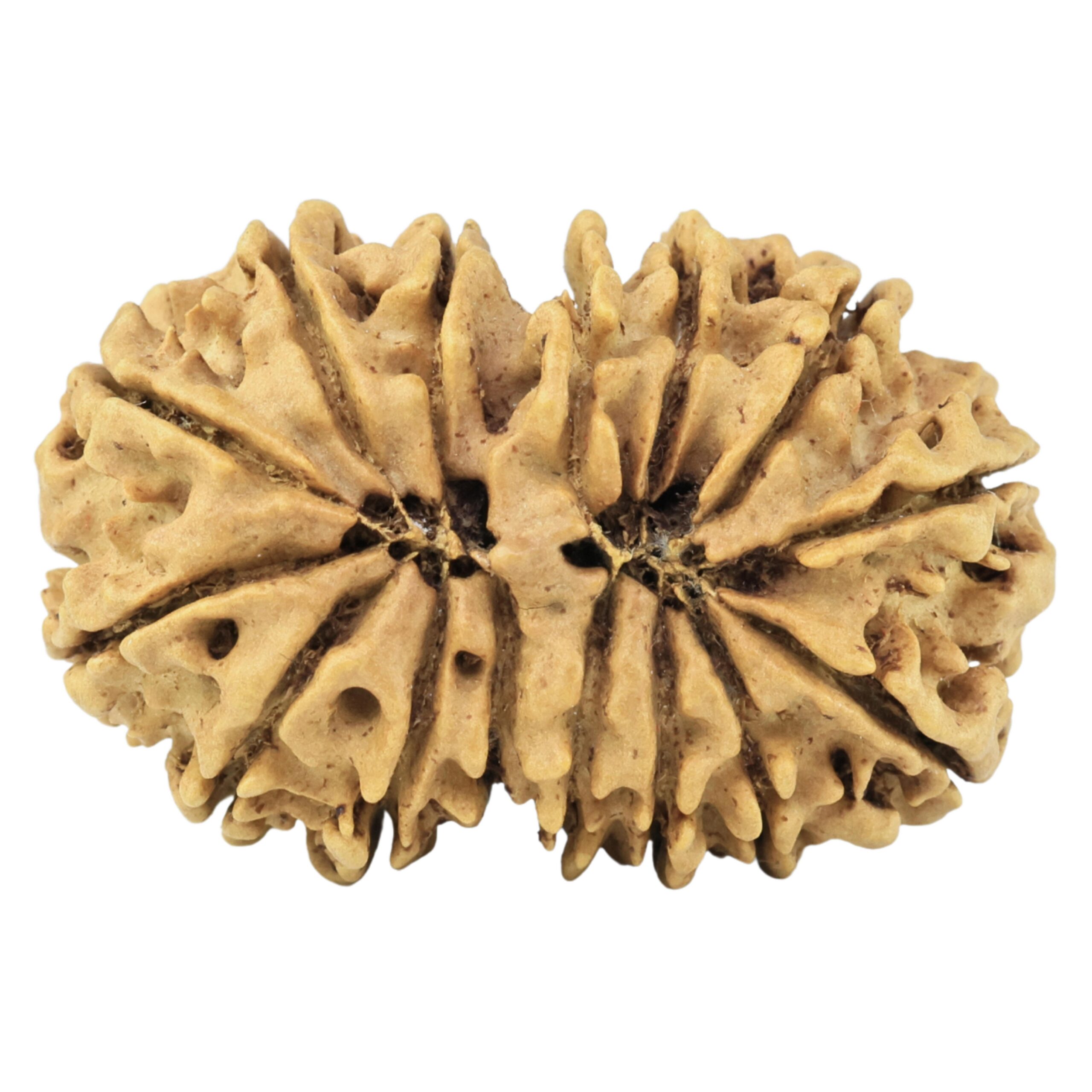 15 MK Gaurishankar 29.8mm 4.09gm - Rudraksha back