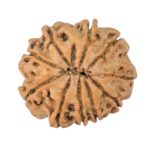 10 Mukhi Rudraksha 24mm 3.78gm - Rudraksha back