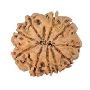 10 Mukhi Rudraksha 24mm 3.78gm - Rudraksha back