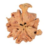 5 Mukhi 4 Faces Ganesh 19.4mm 2gm - Rudraksha back