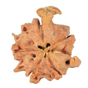 5 Mukhi 4 Faces Ganesh 19.4mm 2gm - Rudraksha back