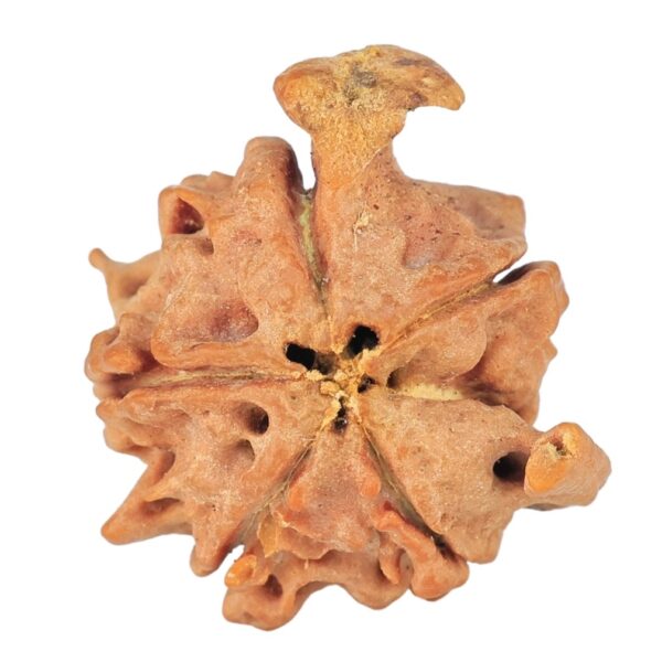 5 Mukhi 4 Faces Ganesh 19.4mm 2gm - Rudraksha back