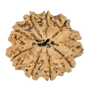9 Mukhi Rudraksha 24mm 1.98gm - Rudraksha back