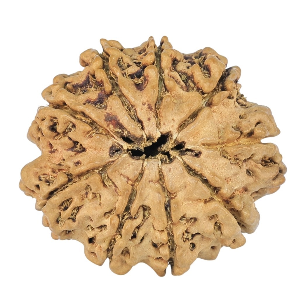 9 Mukhi Rudraksha 24mm 1.98gm - Rudraksha back