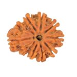 Sawar/Ganesh (9+1) 24.5mm 3.58gm - Rudraksha back