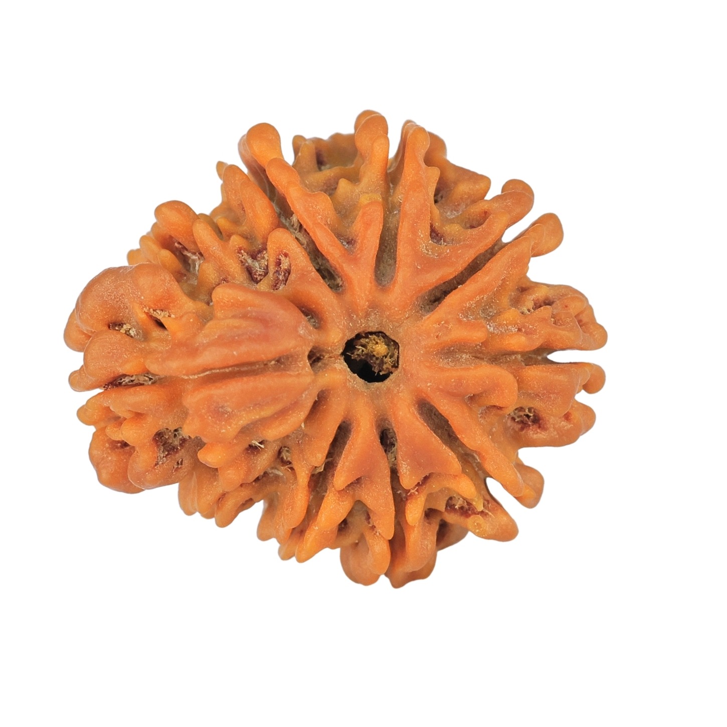Sawar/Ganesh (9+1) 24.5mm 3.58gm - Rudraksha back