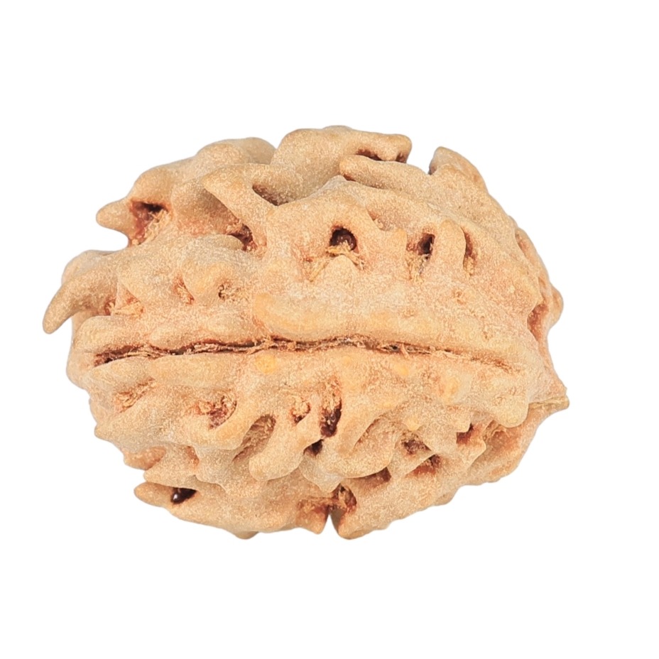 1 Mukhi Rudraksha 17.9mm 1.48gm - Rudraksha back