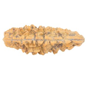 1 Mukhi Rudraksha 44.5mm 5.29gm - Rudraksha back