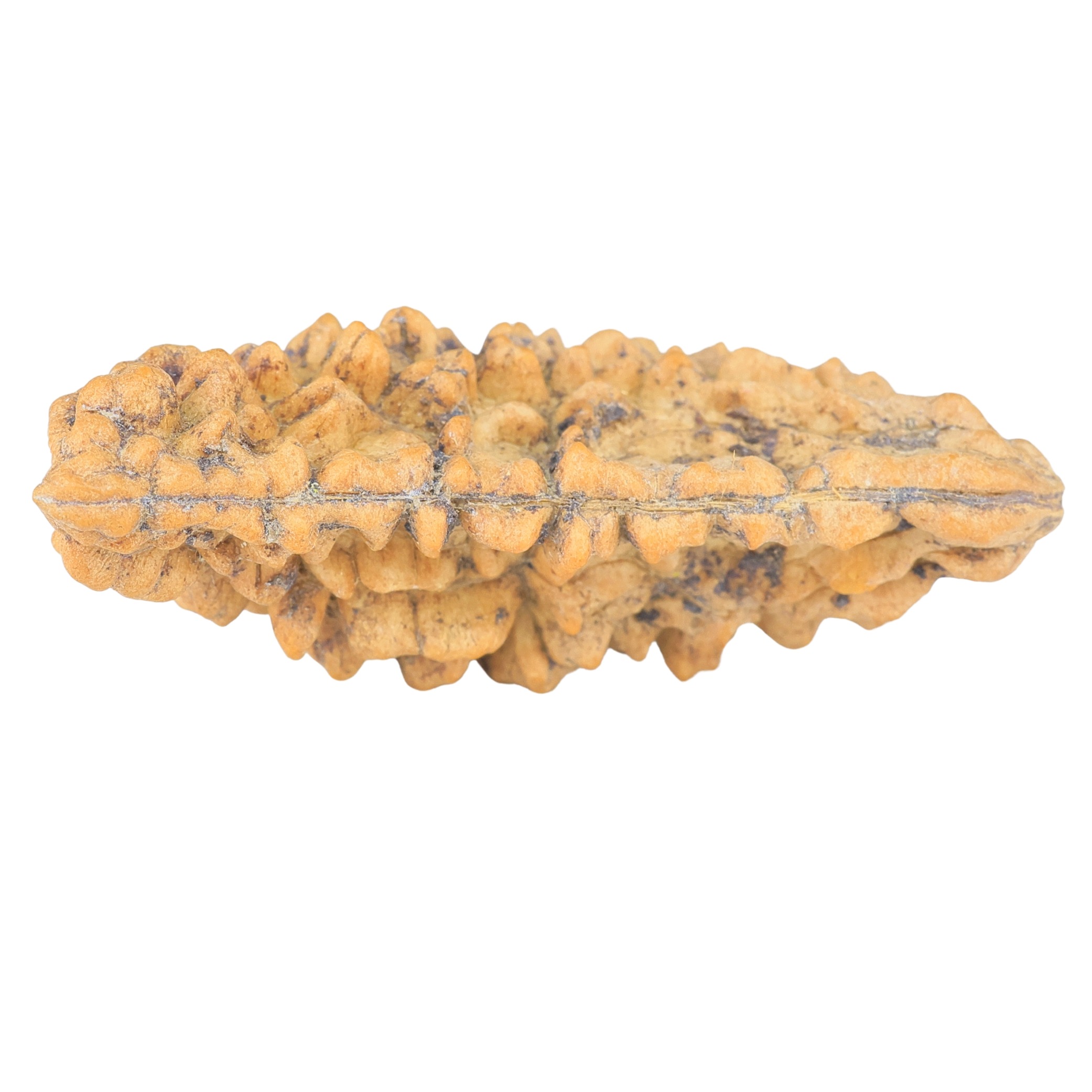 1 Mukhi Rudraksha 44.5mm 5.29gm - Rudraksha back