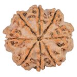 8 Mukhi Rudraksha 22.3mm 3.38gm - Rudraksha back