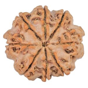 8 Mukhi Rudraksha 22.3mm 3.38gm - Rudraksha back