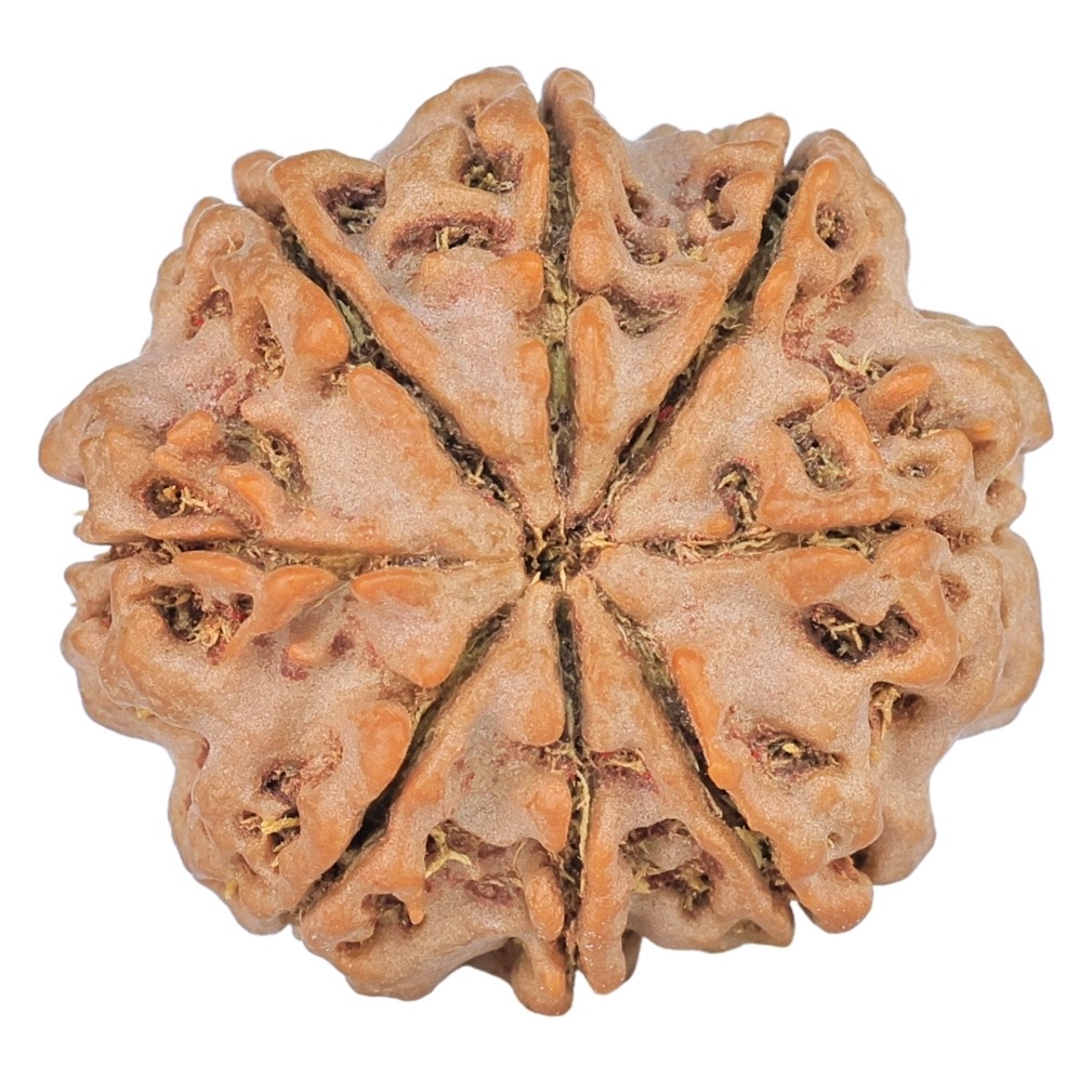 8 Mukhi Rudraksha 22.3mm 3.38gm - Rudraksha back