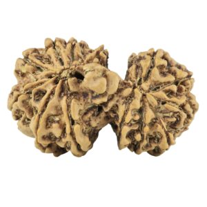 14 Mk Gaurishankar 29.2mm 3.44gm - Rudraksha back
