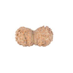 14 Mk Gaurishankar 23.8mm 2.26gm - Rudraksha back