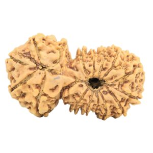 17 MK Gaurishankar 34.6mm 5gm - Rudraksha back