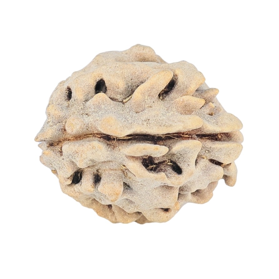 1 Mukhi Rudraksha 16.7mm 1.32gm - Rudraksha back
