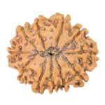 11 Mukhi Rudraksha 24.5mm 3.09gm - Rudraksha back