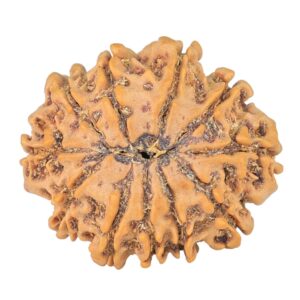 11 Mukhi Rudraksha 24.5mm 3.09gm - Rudraksha back