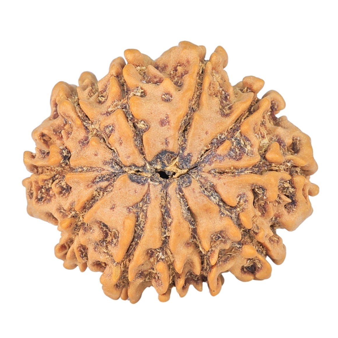 11 Mukhi Rudraksha 24.5mm 3.09gm - Rudraksha back