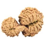 18 MK Gaurishankar 34.2mm 4.7gm - Rudraksha back