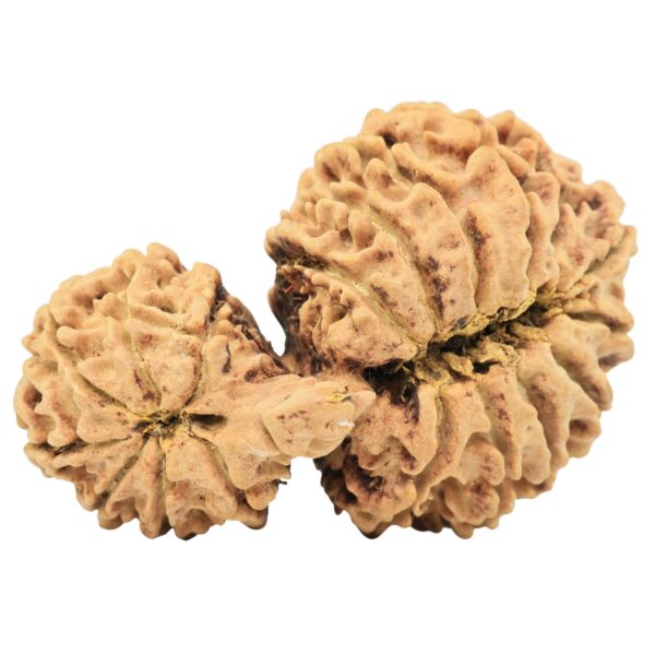 18 MK Gaurishankar 34.2mm 4.7gm - Rudraksha back